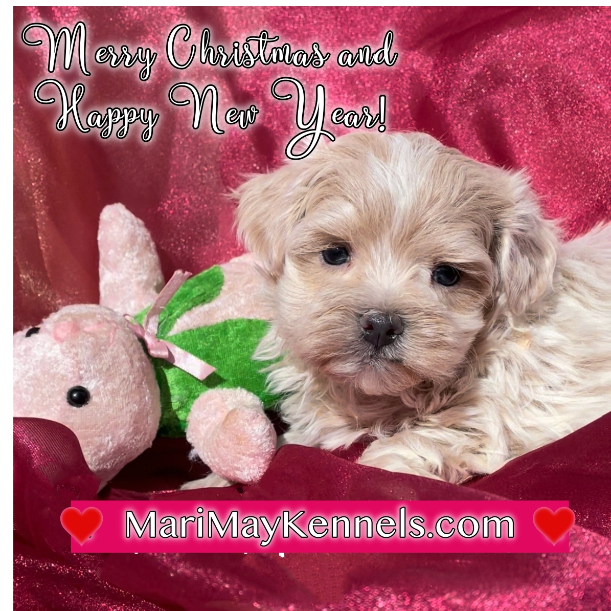 Maltipoo Merry Christmas